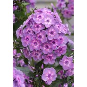 Флокс Phlox Rainbow Dance